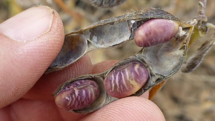 Scout now for these soybean seed diseases