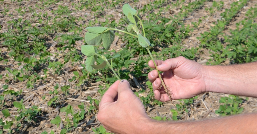 soybean plants