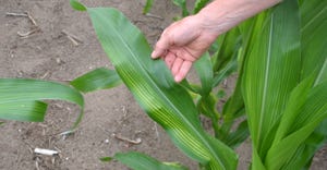 plant shows signs of sulfur deficiency