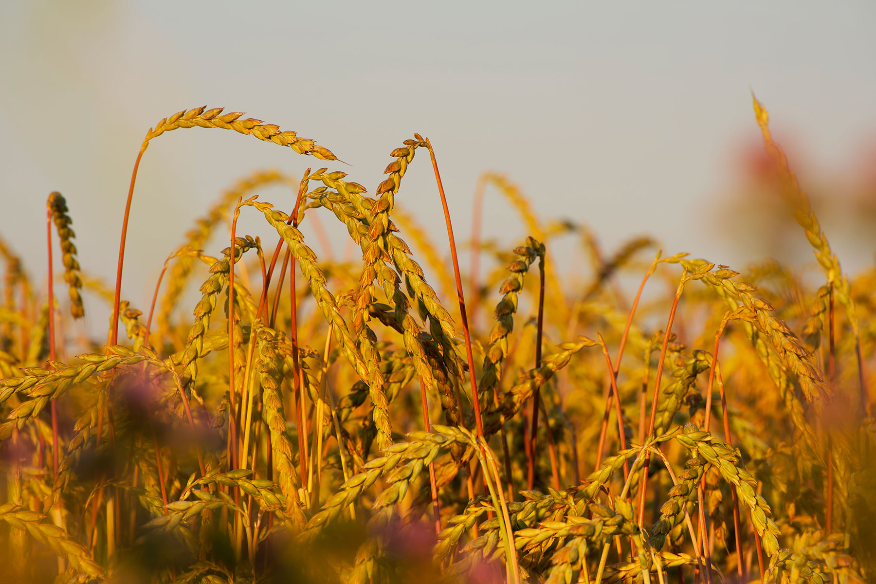 The rise of ancient grains