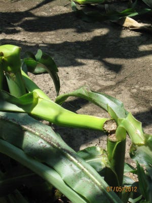 7.25 damaged corn.jpg