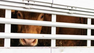 brown cow peeking out of aeration windows in a cattle truck