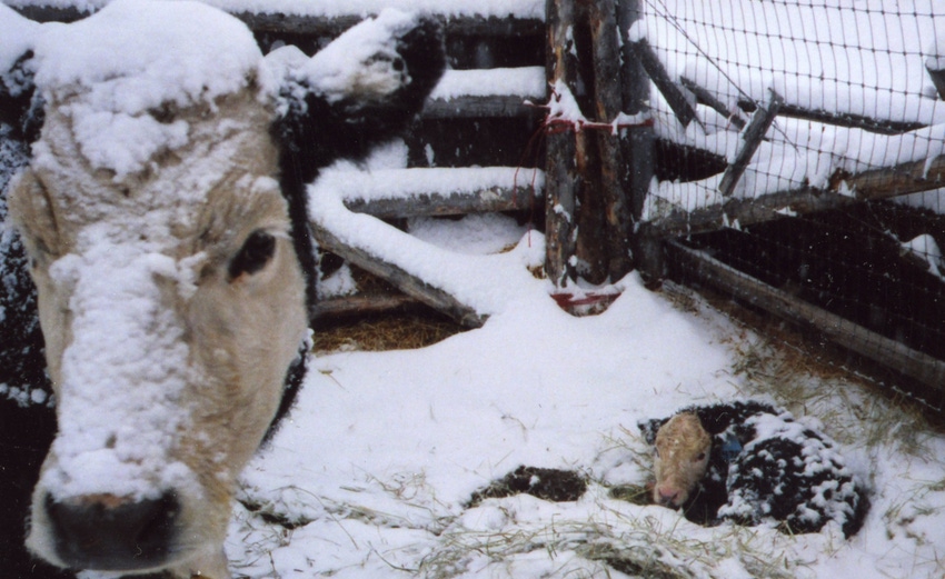 Cow in cold Cow in cold