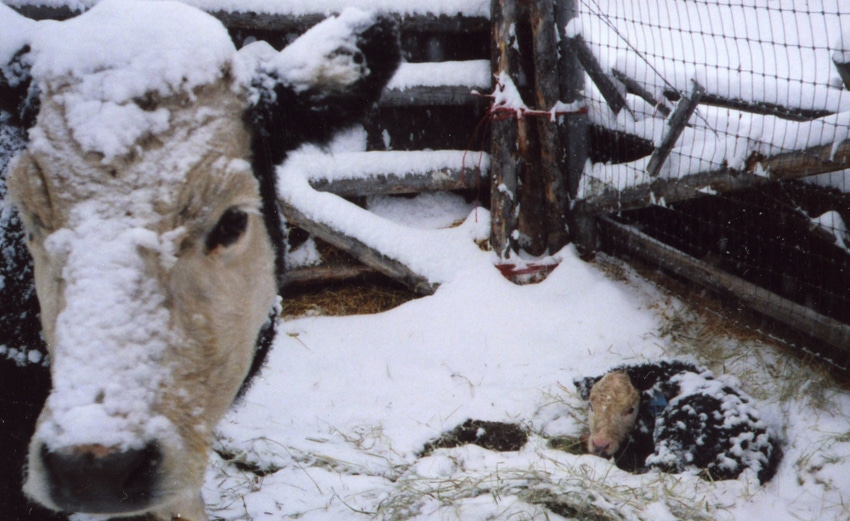 Cow in cold