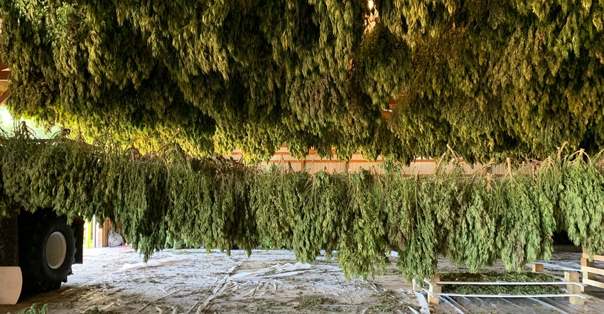 hemp plants hanging to dry