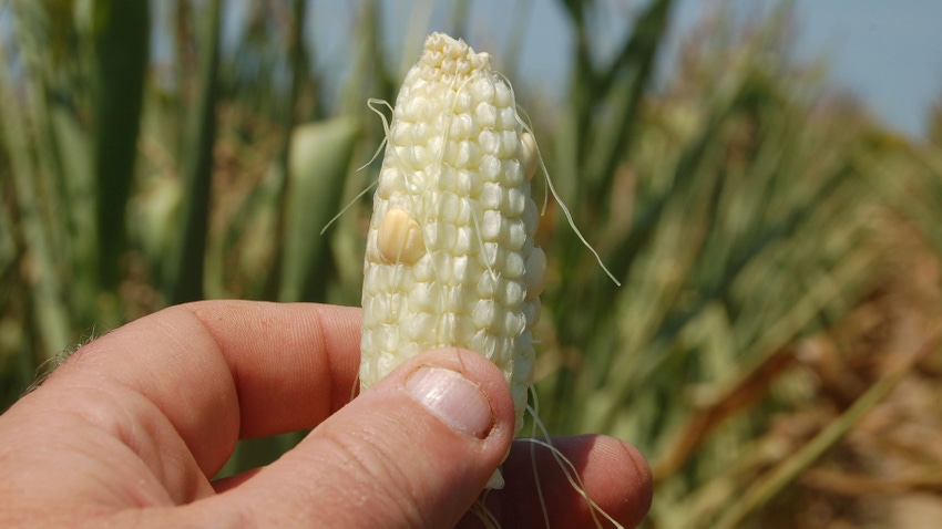 tiny ear of corn with no kernels due to severe drought