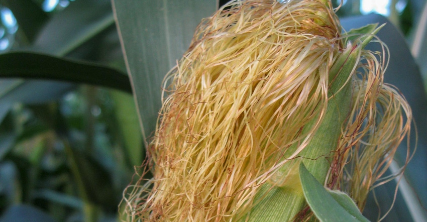 Close up of thread-like fibers, know as corn silk, grows from an ear of a corn