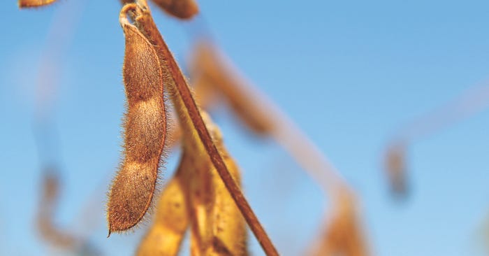 JM-soybean-pods-staff-dfp-3418.jpg