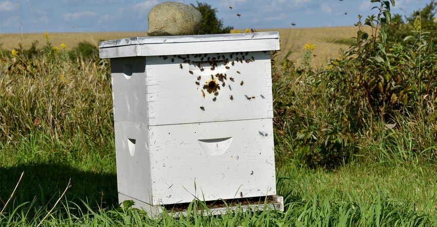 Beekeeping boxes