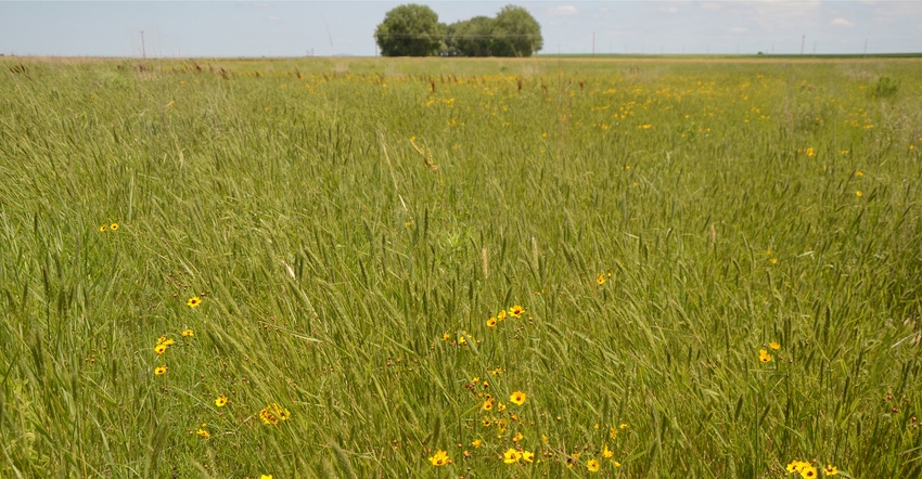 Field of wild flowers