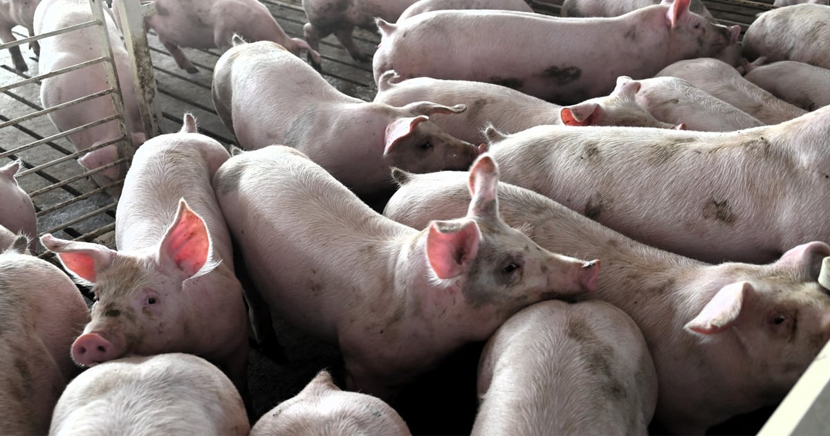 Tough times could push more structural change in hogs