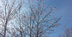 crabapple tree in bloom