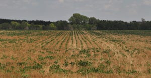 picture of field from 1990 with no-tilling practices
