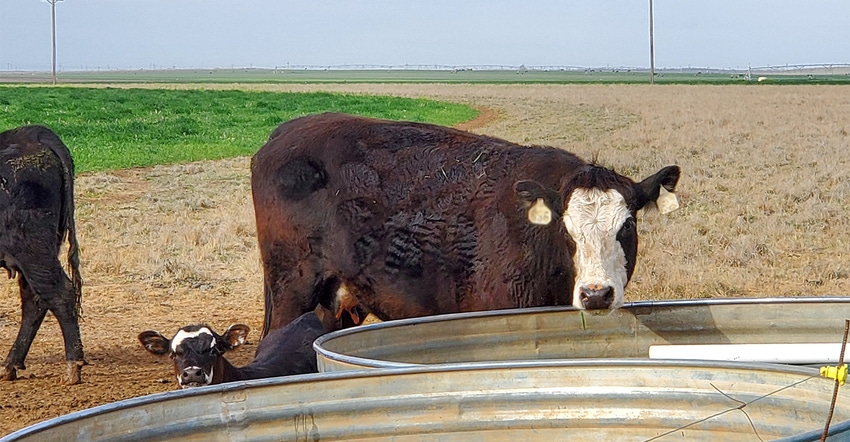 swfp-shelley-huguley-cattle-calf.jpg