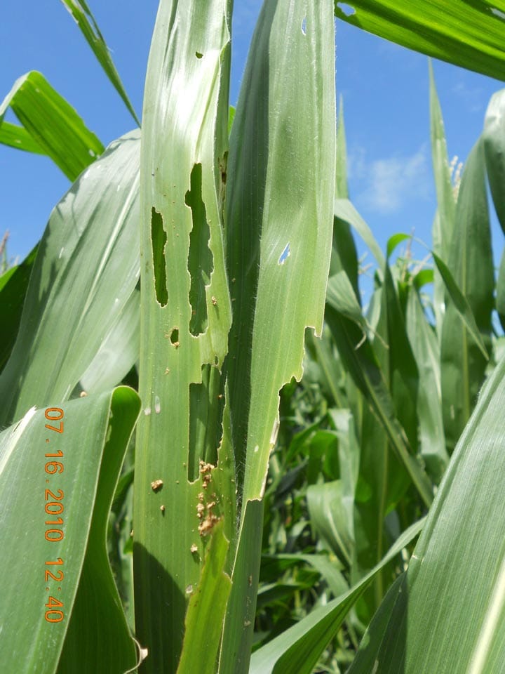 Corn Insects Pictures EPA approves new Agrisure trait stack from Syngenta