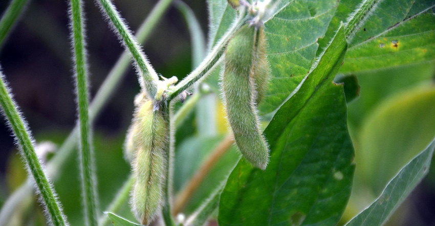 soybean-pods-dfp-ron-smith.jpg