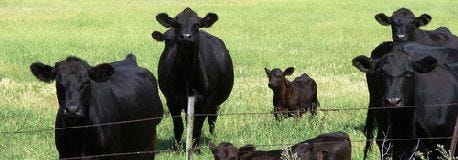 grazing_workshops_offered_iowa_cattle_producers_1_635399322576832000.jpg