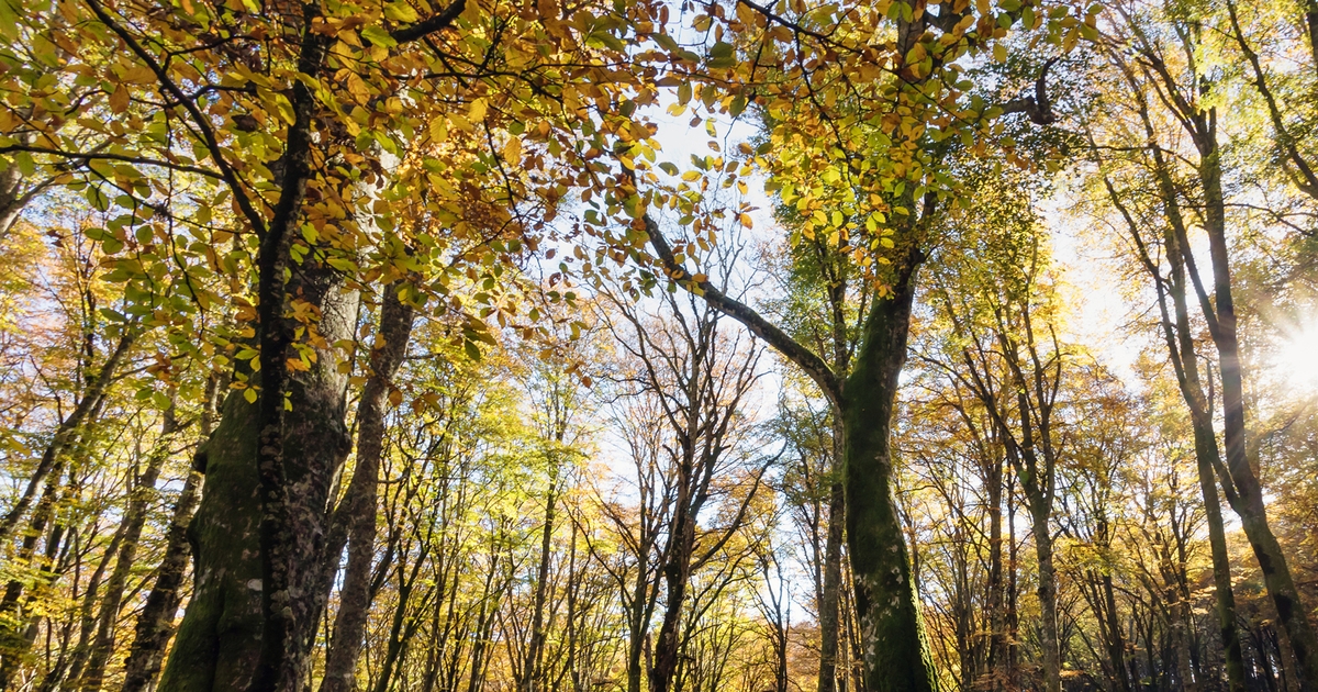Why are American beech trees dying?