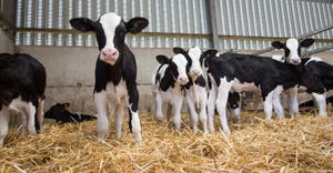 dairy calves in barn