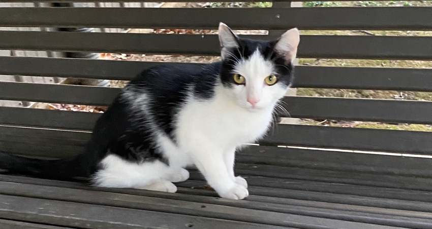 Buddy Cat.jpg Buddy Cat.jpg