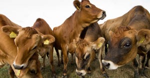 Jersey cattle on farm