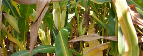 7_steps_late_season_scouting_corn_pay_dividends_year_next_1_636047210842492665.jpg