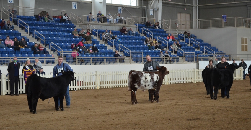 beef cattle supreme championship in the Equine Arena