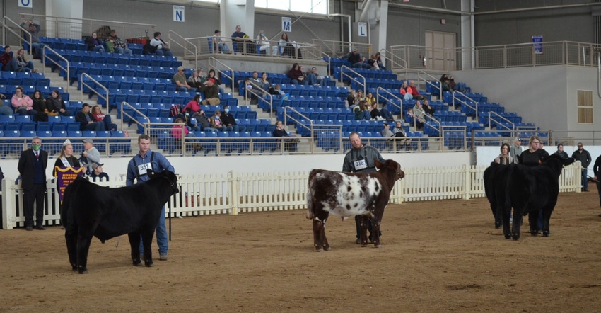 beef cattle supreme championship in the Equine Arena beef cattle supreme championship in the Equine Arena