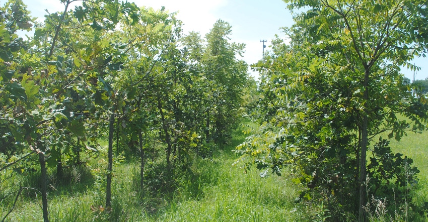 direct seeding trees in a  demonstration plot at Horning State Farm Demonstration Forest near Plattsmouth, Neb