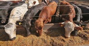cattle at feed bunk