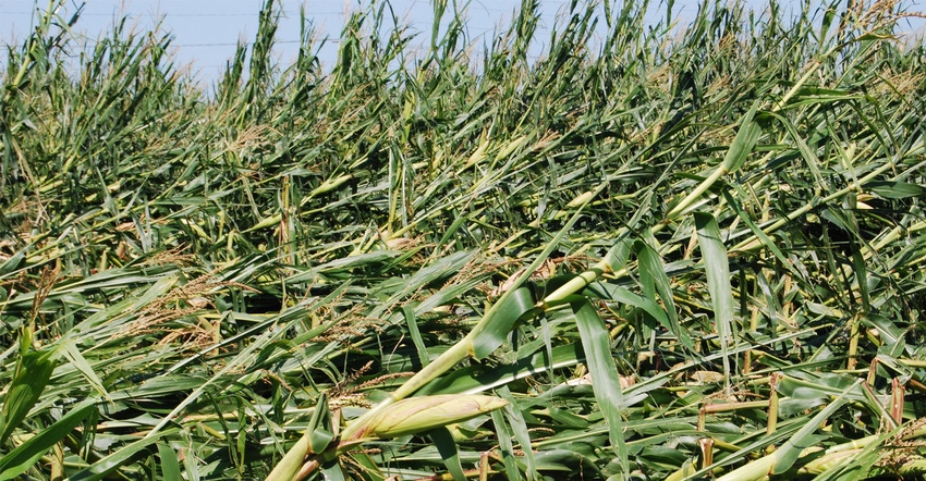 Wind-damaged cornfield