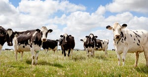 Dairy cows in field