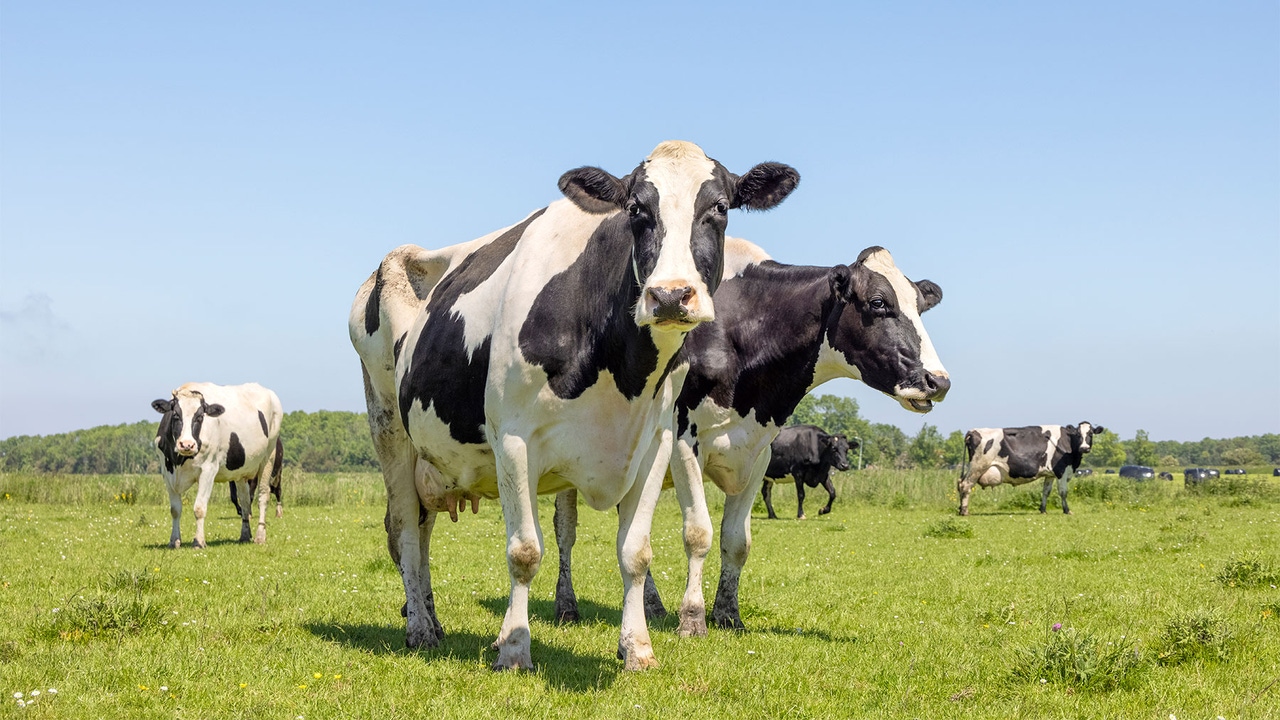 6 Ohio dairies receive DBIA funding 6 Ohio dairies receive DBIA funding