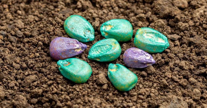 Closeup of treated corn seed laying on top of dirt