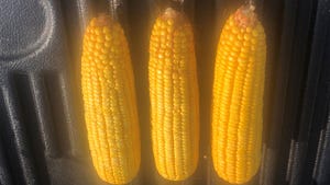 Three ears of shucked corn side by side