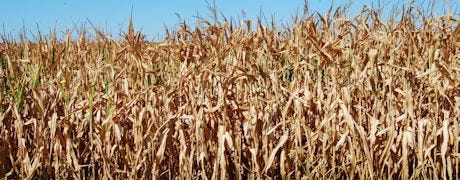 iowa_corn_soybean_yield_forecasts_take_hit_1_635147022229956815.jpg