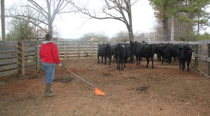 Raising reliable recipient cows