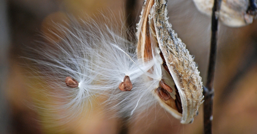 Seedlings of a milkweed blowing in wind