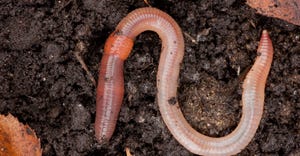 Close up of an earth worm