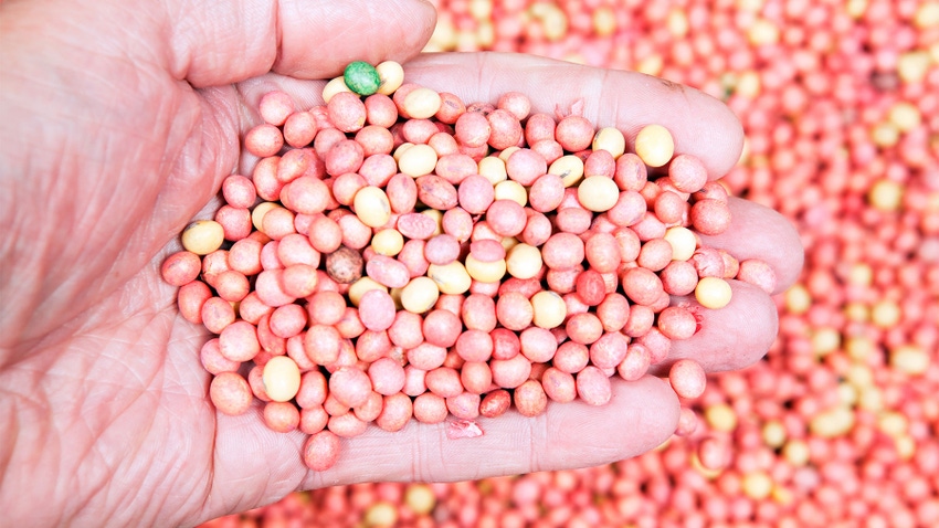 Hand holding soybean seeds