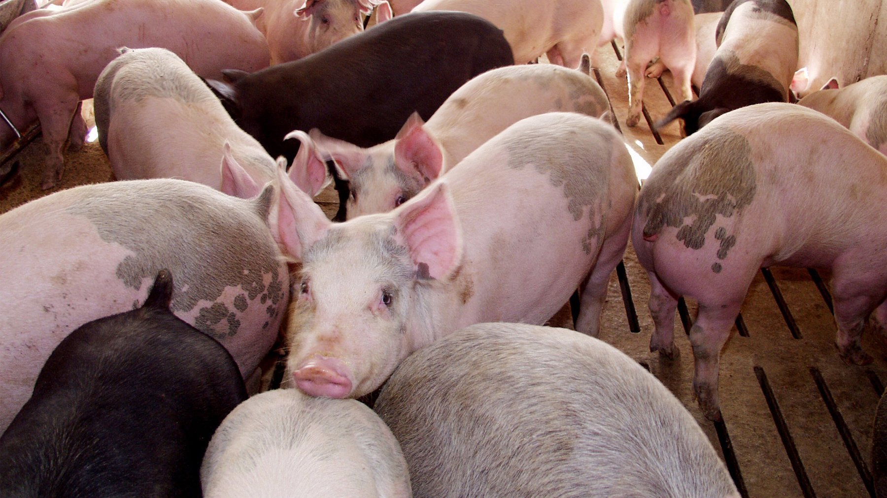 Who wins and who loses with the Perry pork plant closure - Vimarsana News