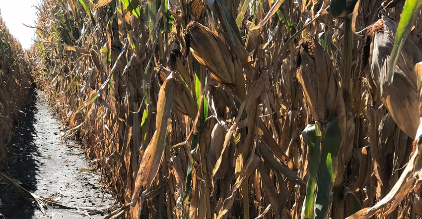Rows of corn plants suffering from drought conditions