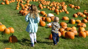 A young boy and girl walking through a pumpkin patch