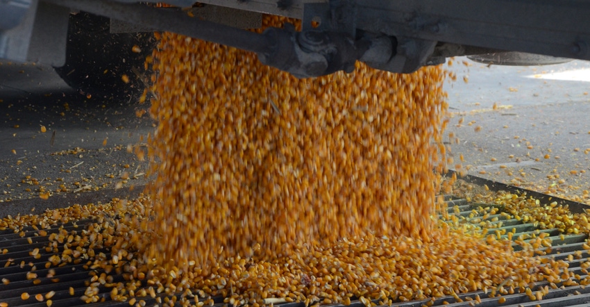 corn kernels being dipsersed from auger