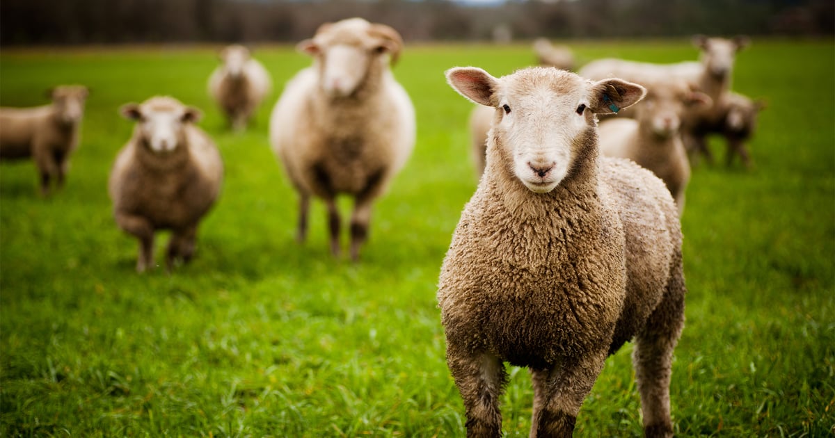 New World screwworm: Not just a cattle threat