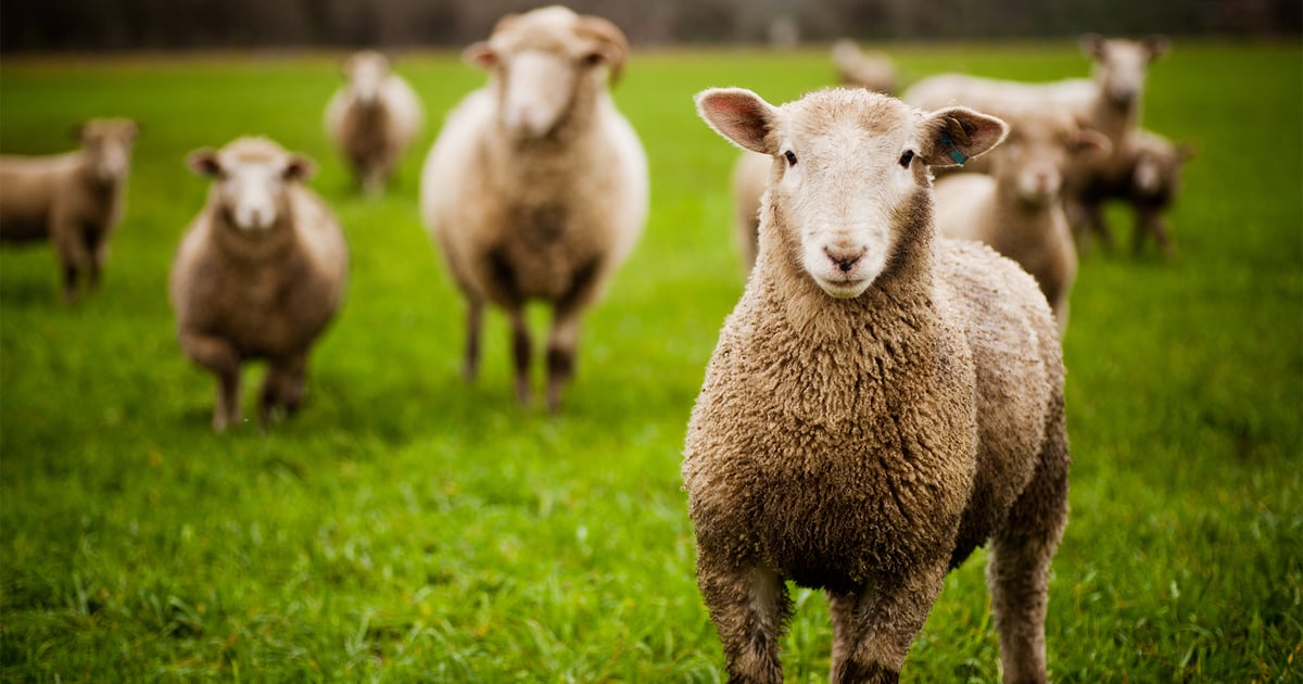 New World screwworm: Not just a cattle threat