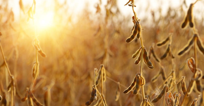 Soybean field in fall