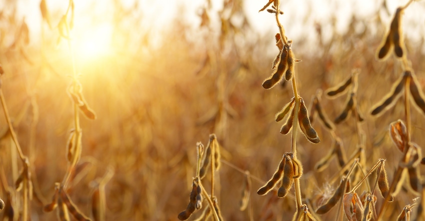 Soybean field in fall Soybean field in fall