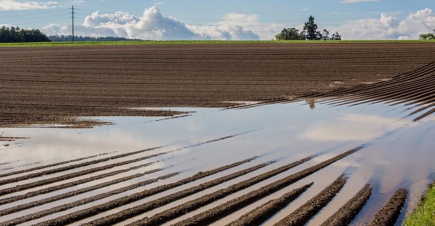 flooded field