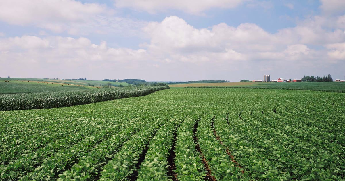 December corn settles at $4.40 as drought, ratings clash